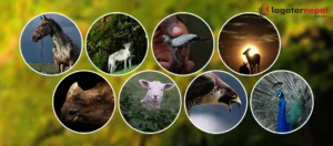 आज विश्व वन्यजन्तु दिवस मनाइँदै : दश लाख वन्यजन्तु लोप हुने जोखिम